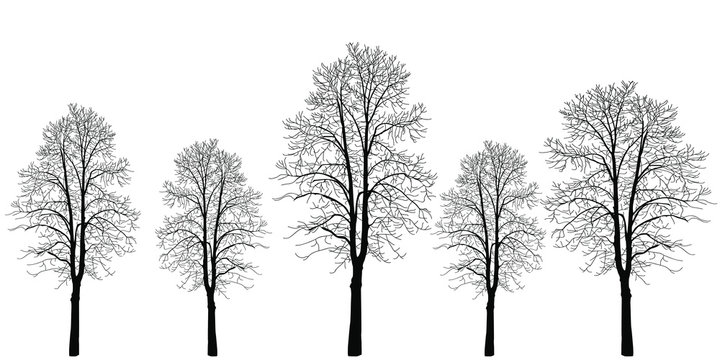 Five trees of different colors. Trees without leaves. Bare tree trunks with branches without leaves. Trees on a white background. Large plants for decoration. Many branches without leaves.