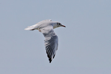 Mouette en vol