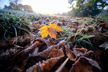 A single sycamore leave under a chestnut tree on a frosty meadow under the blue morning sky during sunrise in autumn
