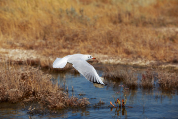 Beautiful young seagull