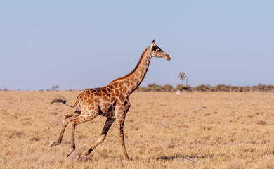 Obraz na płótnie Canvas A galloping Giraffe - Giraffa Camelopardalis- on the plains of Etosha National Park, Namibia.