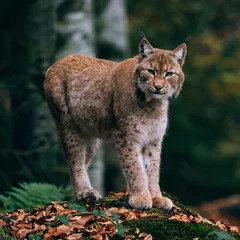 Deurstickers lynx op een rots, staande in het bos © Laszlo