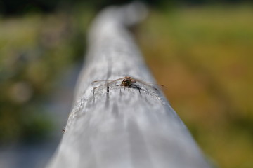 Dragonfly sist on wooden horizontal pole, green background in soft focus