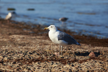 Beautiful young seagull