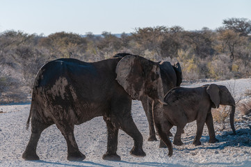 A herd of African Elephants -Loxodonta Africana- walking past after having taken a bath in a waterhole in Etosha National Park, Namibia.