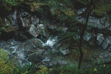 stream in the forest