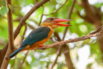 Stork-billed Kingfisher perching on tree branch with green bokeh background , Thailand