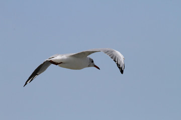 Mouette en vol