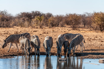 Fototapeta na wymiar A group of Burchell's Plains zebra -Equus quagga burchelli- drinking from a waterhole in Etosha National Park, Namibia.