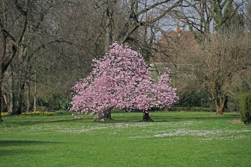 Baumblüte