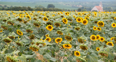 Sunflowers growing in field near near the village