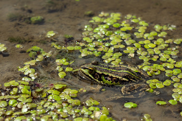 Amphibian in water with duckweed. Green frog in the pond. (Rana esculenta) Macro photo.