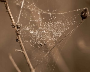 after a foggy morning