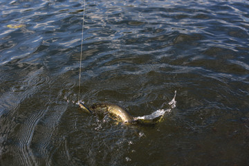 Summer fishing, pike fishing, spinning on the lake