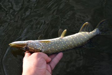 Summer fishing, pike fishing, spinning on the lake