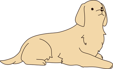 ゴールデンレトリバー（伏せ）