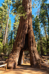 Giant Sequoia tree in Mariposa Grove, Yosemite National Park, California, USA