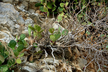 Tree Branches and cacti on a rocky ground surface. Montenegro