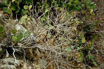 Tree Branches and cacti on a rocky ground surface. Montenegro