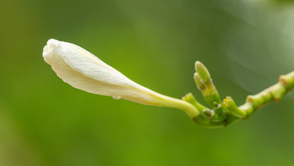white bud of a temple tree plumeria frangipani flower