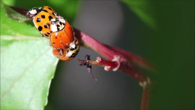 Ladybug honeymoon on apricot leaf, desperate matchmaker
