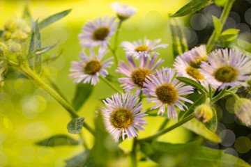 floral background. soft focus of field flowers