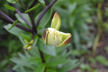 lily bud