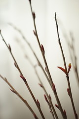 Thin branches with shoots and small red leaves.