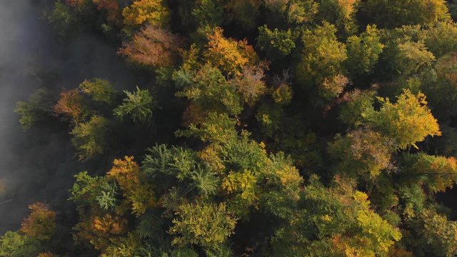 Aerial view of the beautiful, colorful forest, in Slovenia