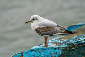 Close up of Black-headed gull (Chroicocephalus ridibundus)