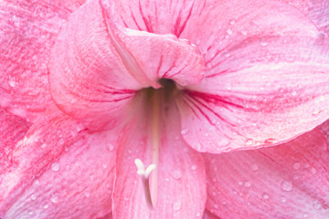 Blurred for background.Pink Lily for texture background.