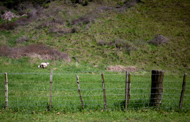 Sheep and fence