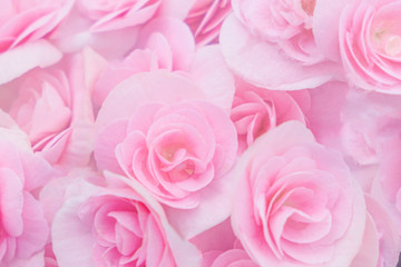 Blurred for background.Beautiful Pink Flower for texture background.