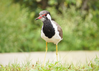Red-wattled Lapwing (Vanellus indicus) | Birds of Gujarat | Walking in the grass.