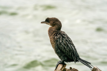 Pygmy Cormorant (Phalacrocorax pygmeus) sitting on a branch