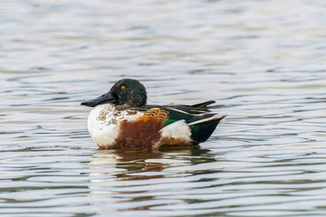 Obraz premium Male shoveler (Anas clypeata) on pond. Wildlife photo