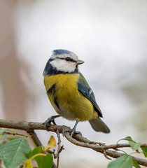 Obraz premium Modraszka (Parus caeruleus) odpoczywa na gałęzi drzewa