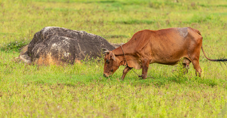 cow on a meadow