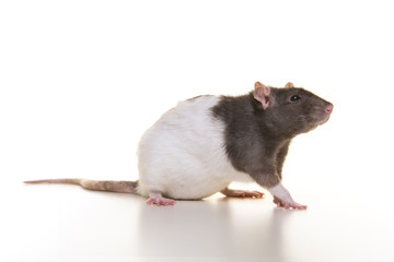 Pretty domestic rat on a white background