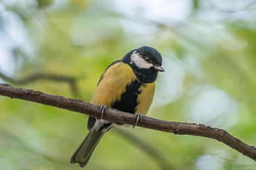 Fototapeta premium The great tit (Parus major) is a passerine bird in the tit family Paridae