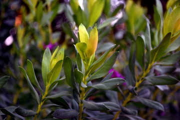 Beautiful wallpaper. Green leaves of plants with blurred background. Close-up.