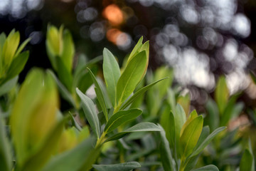 Beautiful wallpaper. Green leaves of plants with blurred background. Close-up.
