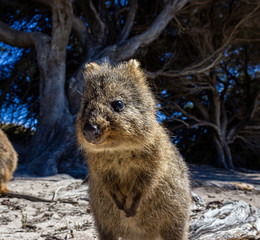 Australian Quokka on rottnest island, Perth, Australia
