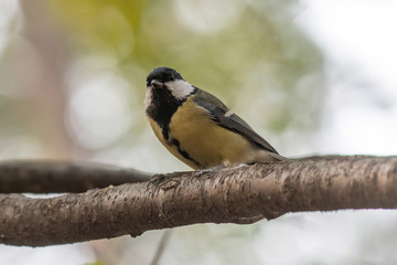 Fototapeta premium The great tit (Parus major) is a passerine bird in the tit family Paridae