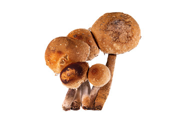 Pappelschüpplinge Studioaufnahme