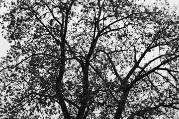 Black and white trees