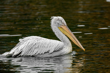 Dalmatian curly pelican (Pelecanus crispus) the world's largest fresh water bird