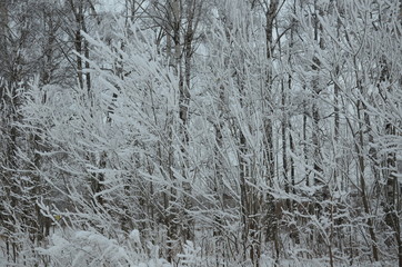 Trees with snow in winter park