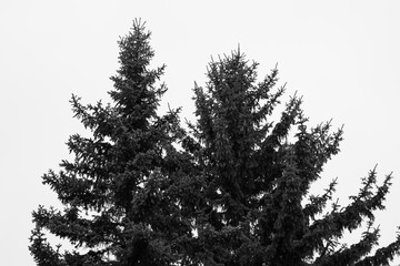 Fototapeta premium Black and white trees
