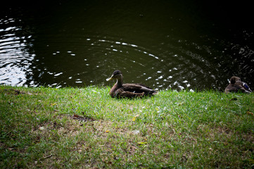 kaczka w trawie przy wodzie © Cris Tallview